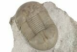 Rare, Dysplanus Babinoensis Trilobite - Russia #191053-2